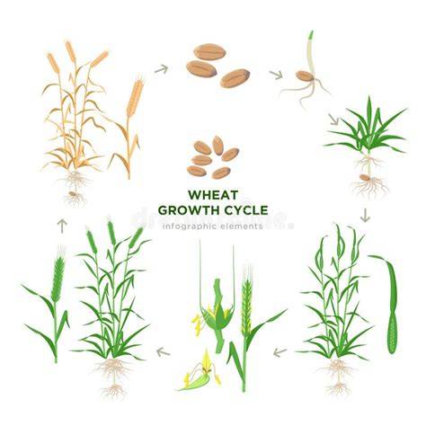 Infografic: etapele de vegetație ale grâului