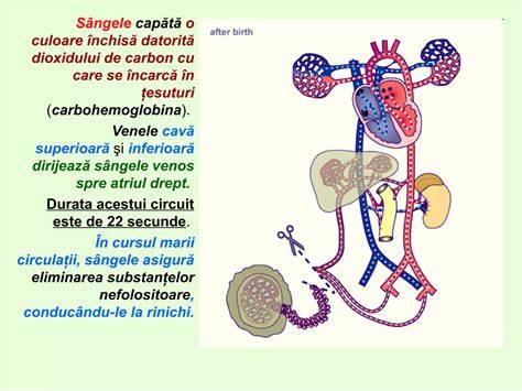 Diagramă a mecanismului colestazei obstetricale