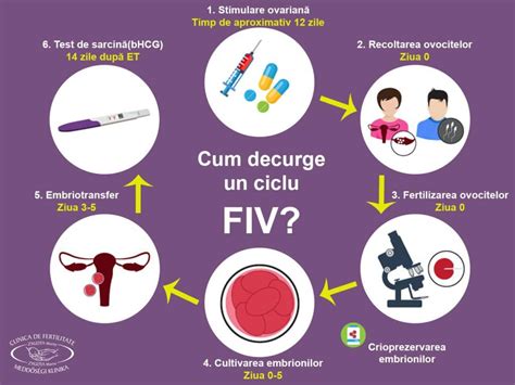 Infografic: Etapele unui ciclu standard FIV