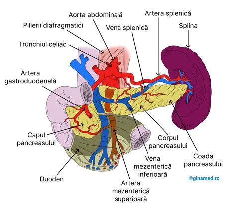 Schema anatomica a penisului cu prepuț