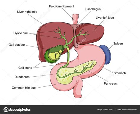 Diagrama sistemului biliar