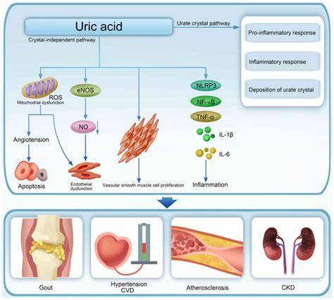Infographic: Ciclu metabolism acid uric si rol rinichi in guta
