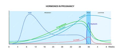 Imagine infografic: Faza hormonilor in sarcină (hormoni-cheie: HCG, estrogen, progesteron, relaxina, prolactina, oxitocina)