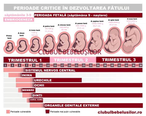 Infografic: Dezvoltarea fatului la 27 de saptamani
