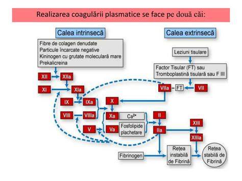 Grafic de rol al antitrombinei III în cascada coagulării
