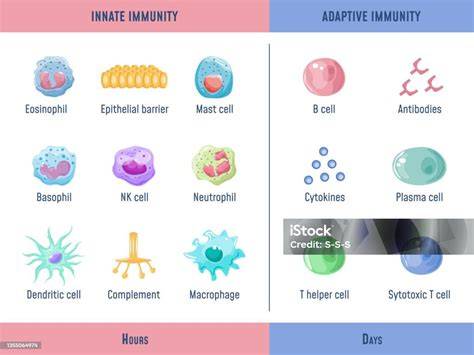 Diagramă a sistemului imunitar la copii: innate vs. dobandit