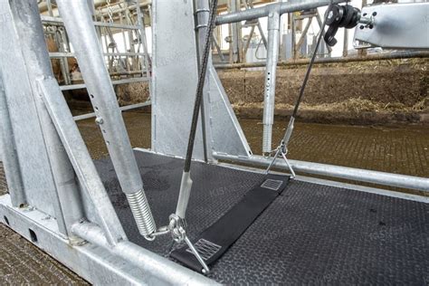 Covorate elastice pediKURAPentru bovine, prevederi pentru protecția ongloanelor