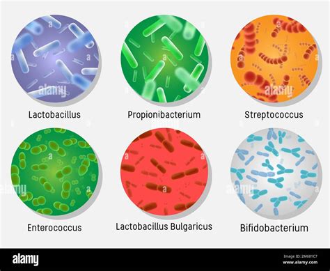 Diagrama flora vaginala si beneficiile Lactobacillus