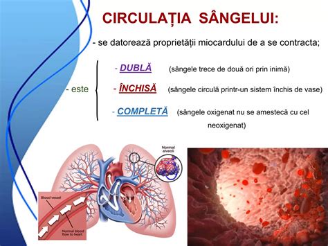 Circulația sângelui între mamă și făt prin placentă și cordonul ombilical