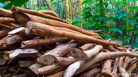 Arborele de scortisoara si produsul finit