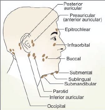 Posterior auricular lymph nodes diagram