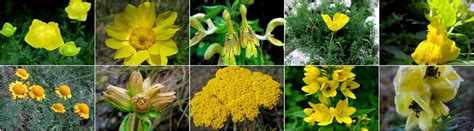 Flori de sunătoare galbene