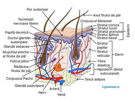 Diagramă simplă despre pielea bebelușului și bariera cutanată în primii ani de viață