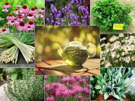 Plante medicinale utilizate în ceaiuri