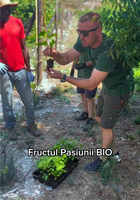 Grafic: Etape de coacere a fructului pasiunii