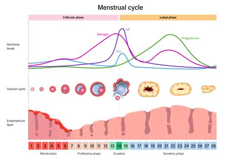 Schema ciclului menstrual feminin