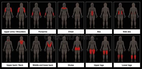 Diagrama cu rolurile progesteronului în corpul feminin