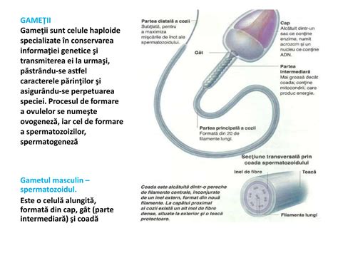 Diagrama procesului de spermatogeneză