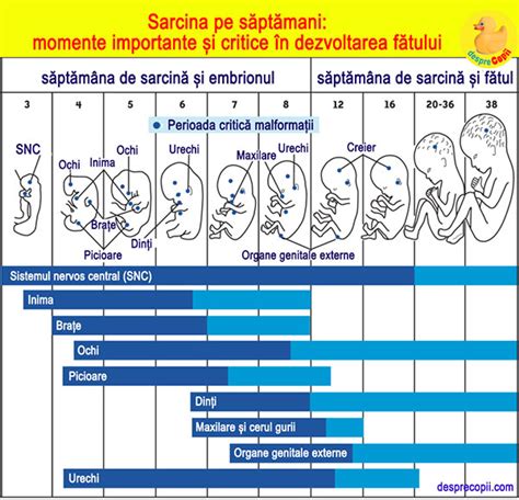 Infografic: dezvoltarea fatului pe saptamani