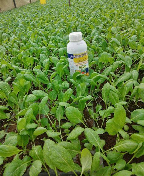 Imagine ilustrand principiul fertilizarii foliare: pulverizare pe frunze pentru nutrienți solubili
