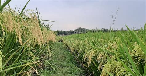 Fermă automată de trestie de zahăr funcțională în Minecraft