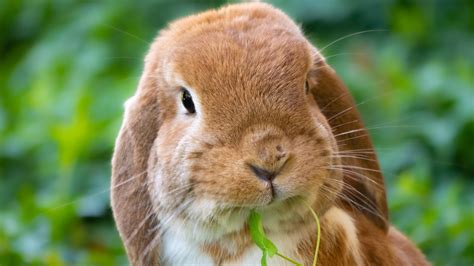 Ilustrație a cecotrofiei la iepuri