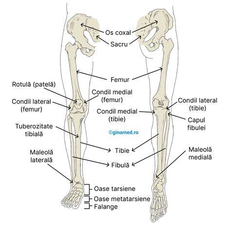 Diagramă: raportul femur-picior și letalitatea displaziilor