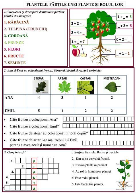 Diagrama cu plantele conținute în Plantusin și rolul lor în tuse