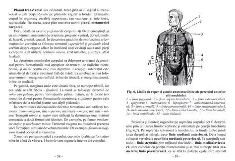 Ilustrație a diferențelor între inciziile Pfannenstiel (transversal) și verticală, precum și traseul operației cezarianei în zona abdominală inferioară
