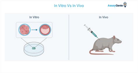 Infografie: Embrionul uman in vitro vs. embrionul in vivo