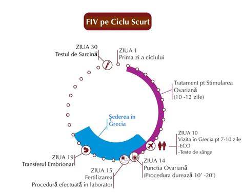Diagramă a procesului FIV: stimulare ovariană, colectare ovocite, fertilizare, transfer de embrioni