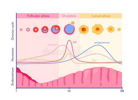 Diagrama flux hormonal: GnRH → FSH/LH → ovare (celule granuloase, tecale) → estrogeni, progesteron