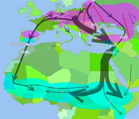 Infografic - rute de migrație ale berzei albe