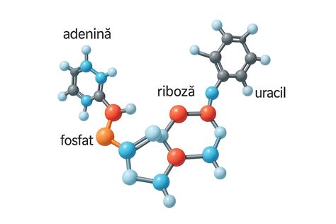 Structura chimică a hidrocortizonului
