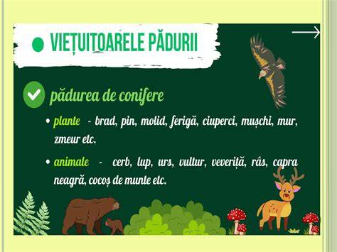 Infografic: semnificații ale numelor feminine conectate cu ideea de viață