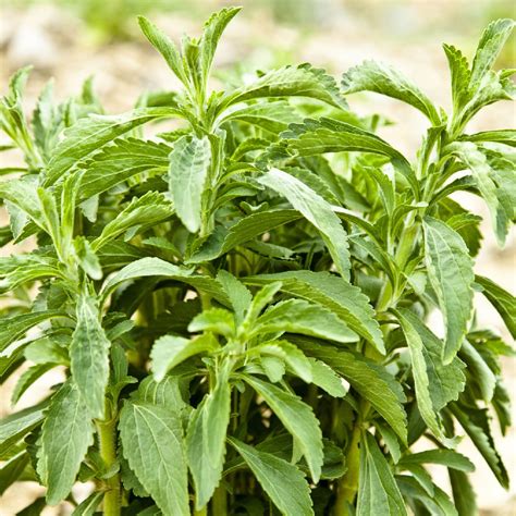 Fructe de Stevia Rebaudiana