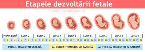 Infografic: Distributia cauzelor sangerarilor in sarcina pe trimestre