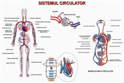 Infografic despre sistemul cardiovascular uman