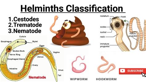 Infografic: cicluri de viață ale viermilor intestinali: cestode, trematode, nematode