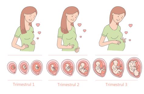 Schemă a perioadelor de realizare a morfologiilor fetale pe trimestre de sarcină
