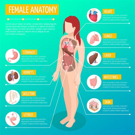 Diagrama anatomiei feminine cu poziționarea diafragmei