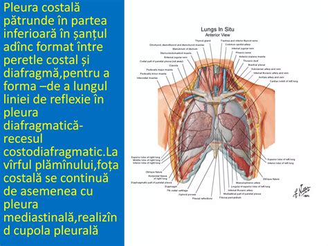 Ilustrație comparativă între diafragmă și cupola cervicală