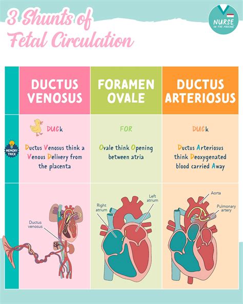 Diagrama fluxului sanguin fetal, incluzând ductus venosus