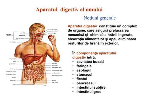 Infografic: Beneficiile morcovului pentru sistemul digestiv, renal și imunitar