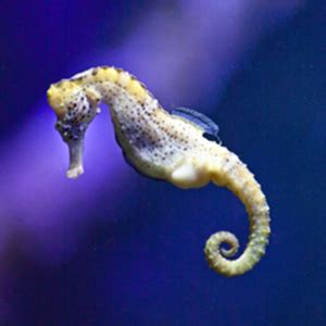 Structura corpului unui căluț de mare