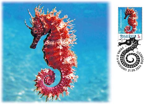 Căluți de mare în mediul lor natural