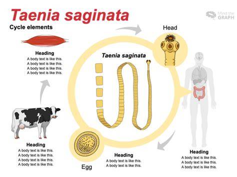 Infografic despre ciclul de viață al Taenia saginata și Taenia solium