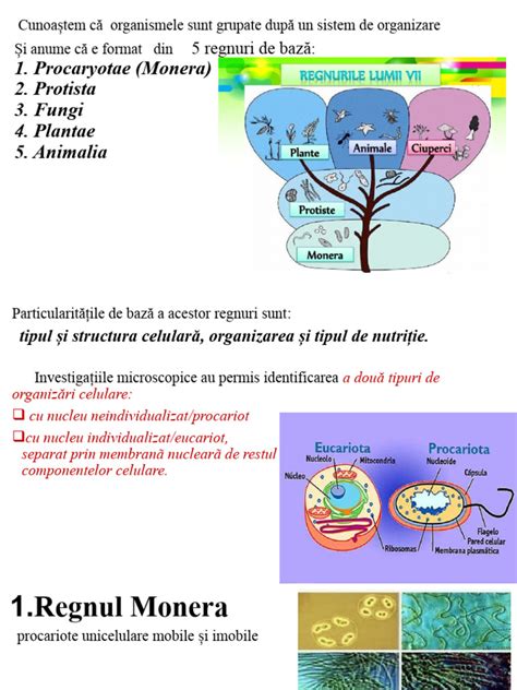 Diversitatea cănilor cu biberon și personaje