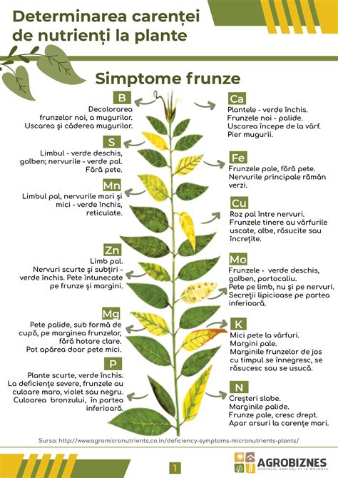 Infografic: Elemente si cauze posibile ale durerilor in piept