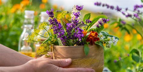 Ilustrație cu plante medicinale folosite în remediile naturale